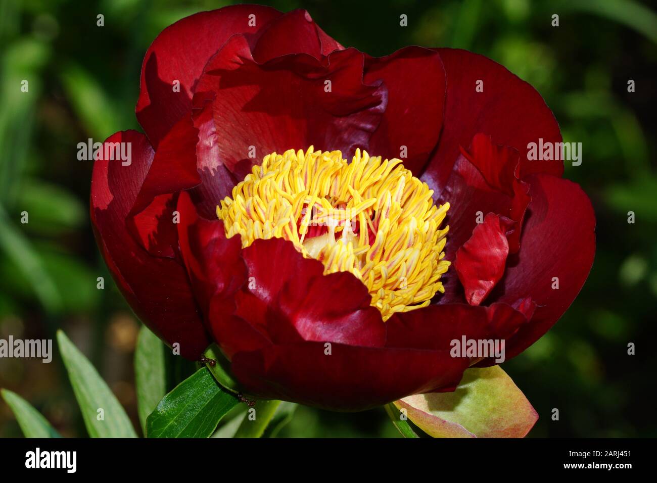 Peony Chervoni Vitryla. Peonía roja. Paeonia lactiflora (Chino o peonía peonía jardín común). Foto de stock