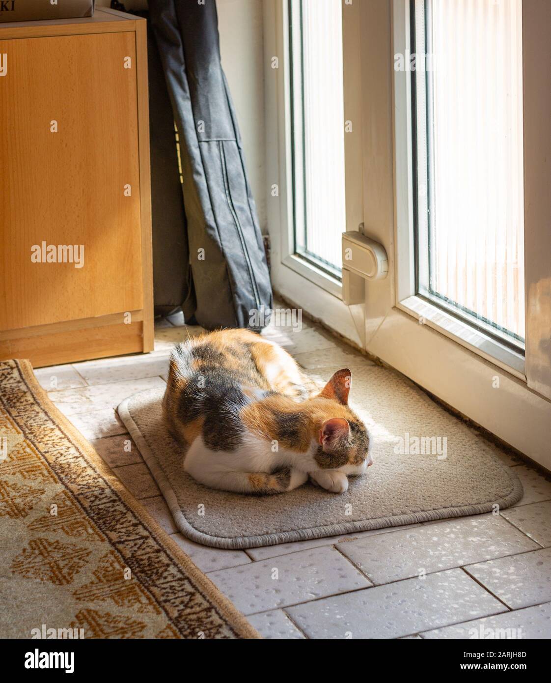 Calico gato duerme en una alfombra cerca de la puerta en casa Foto de stock
