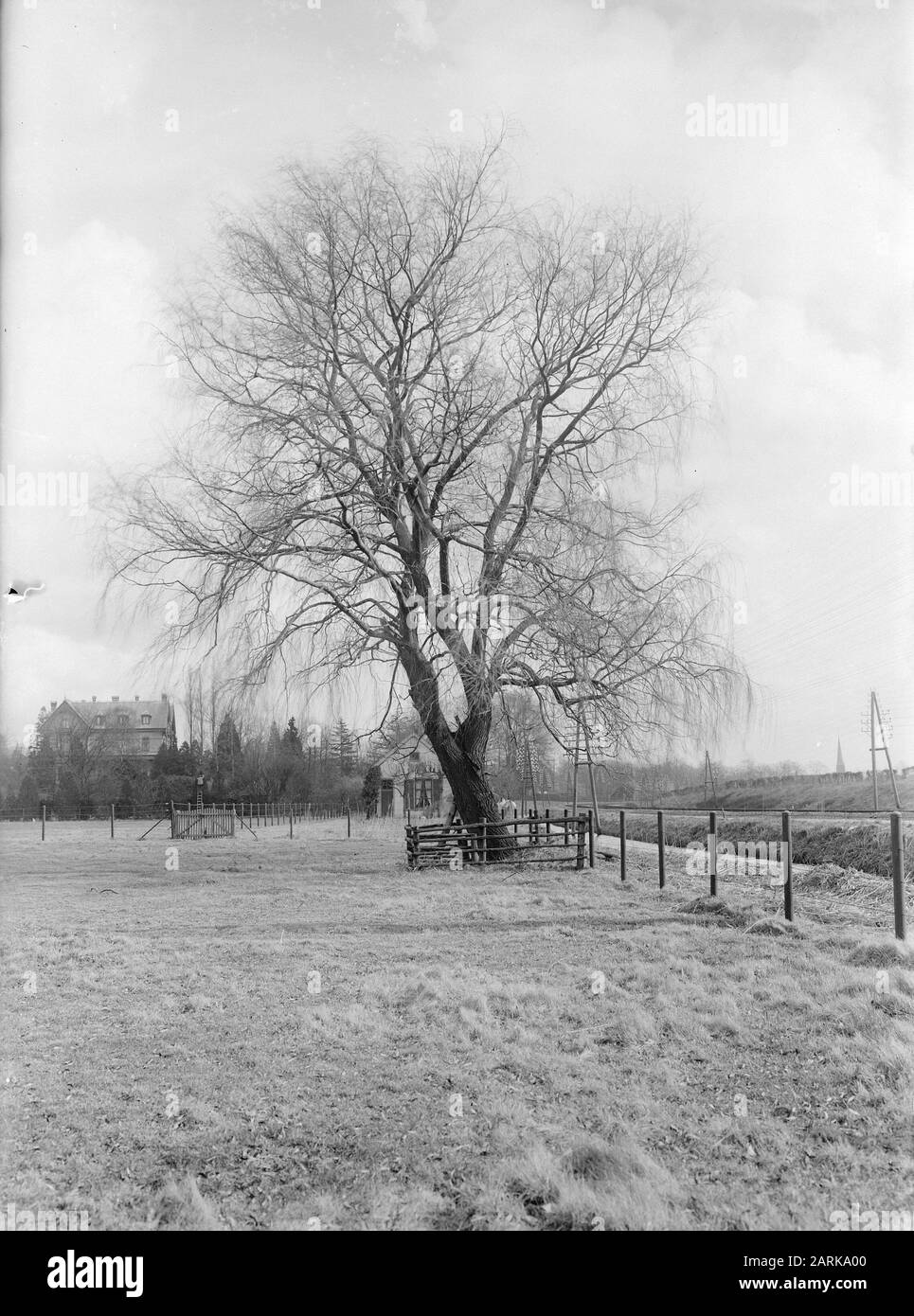 Sauces llorones Imágenes de stock en blanco y negro Alamy