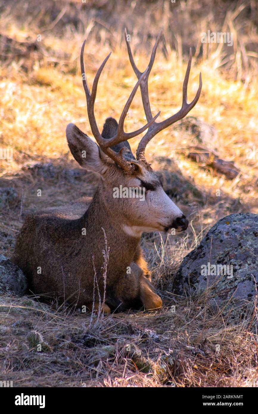 Ciervo mula buck durmiendo Boulder Colorado Foto de stock