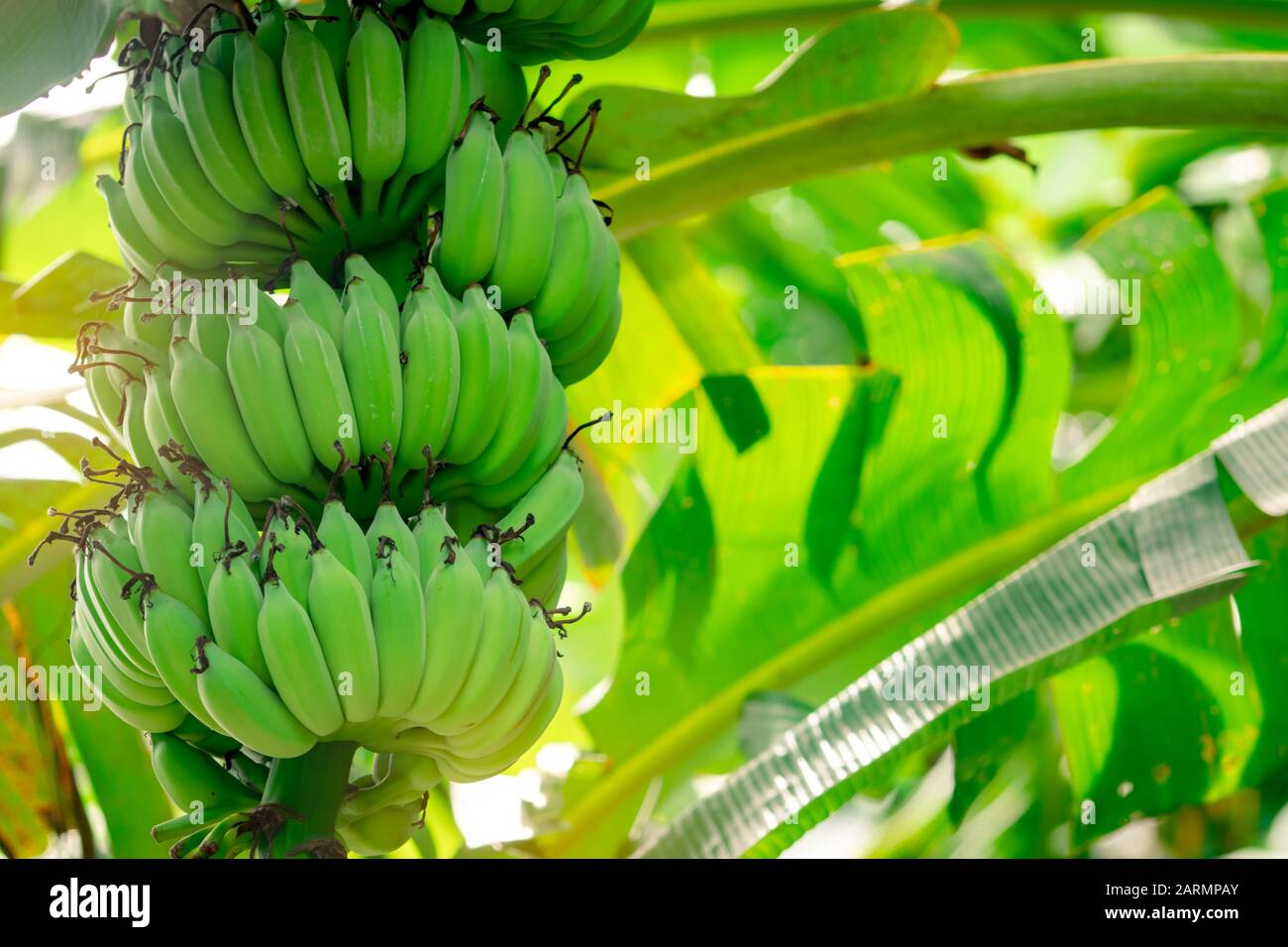 Árbol de plátano con racimos de plátanos verdes crudas y hojas verdes