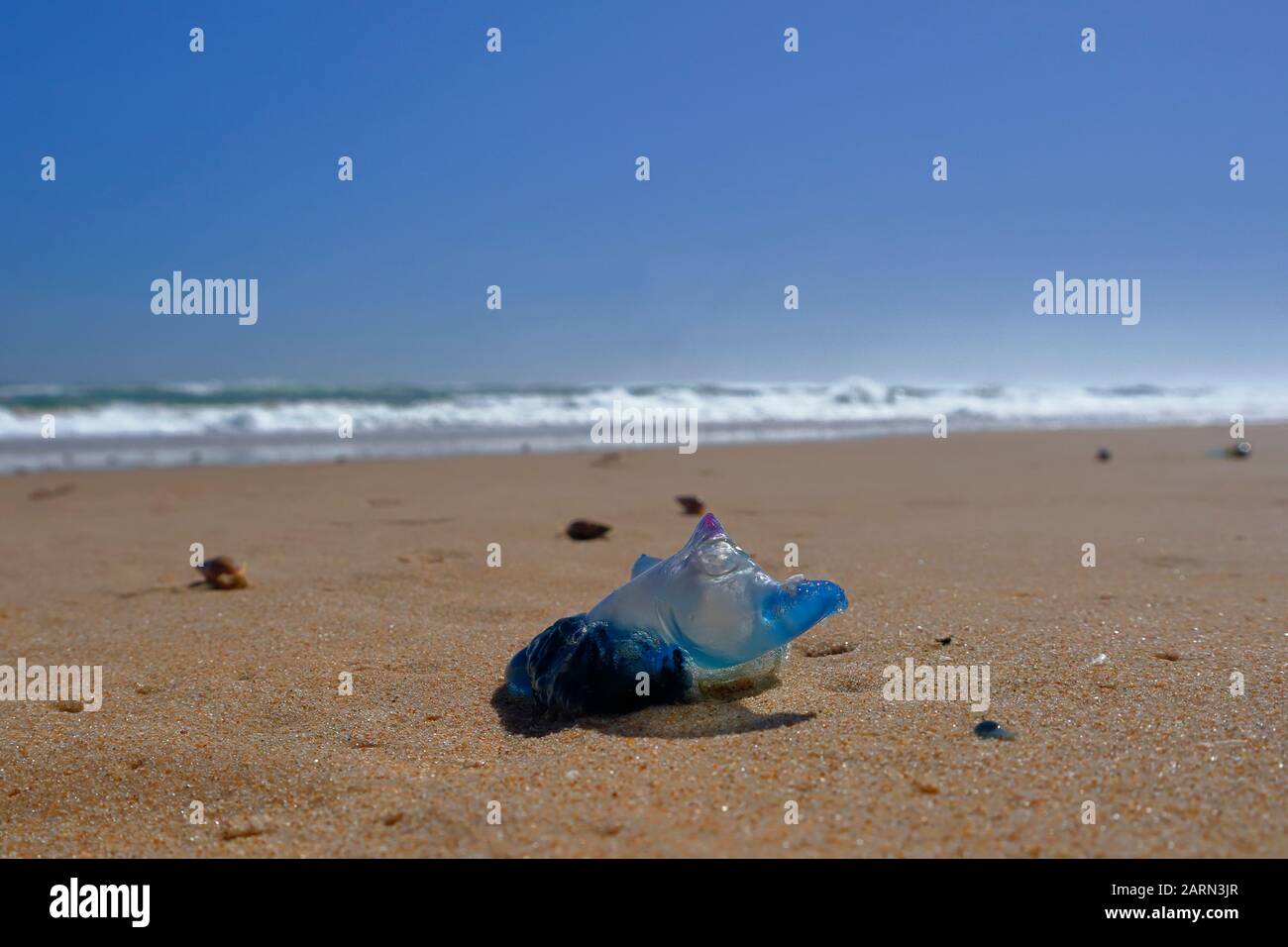 Botellero y conchas de arado en la playa en la Bahía de Cerdeña Área Protegida Marina cerca de Port Elizabeth, Sudáfrica Foto de stock