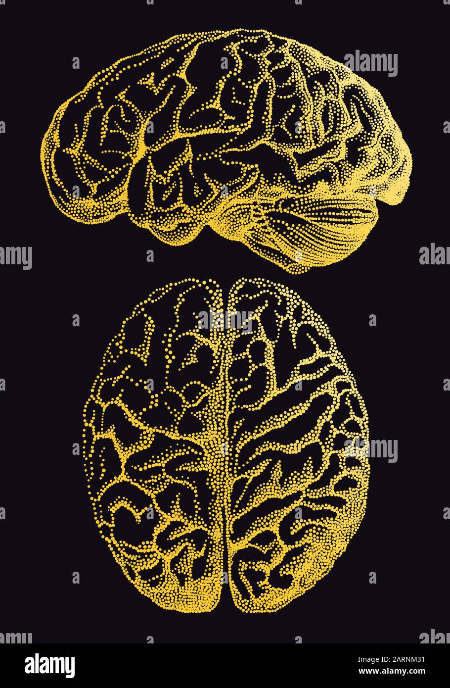 Cerebro humano dorado, ilustración vectorial anatómica vintage sobre fondo negro Ilustración del Vector