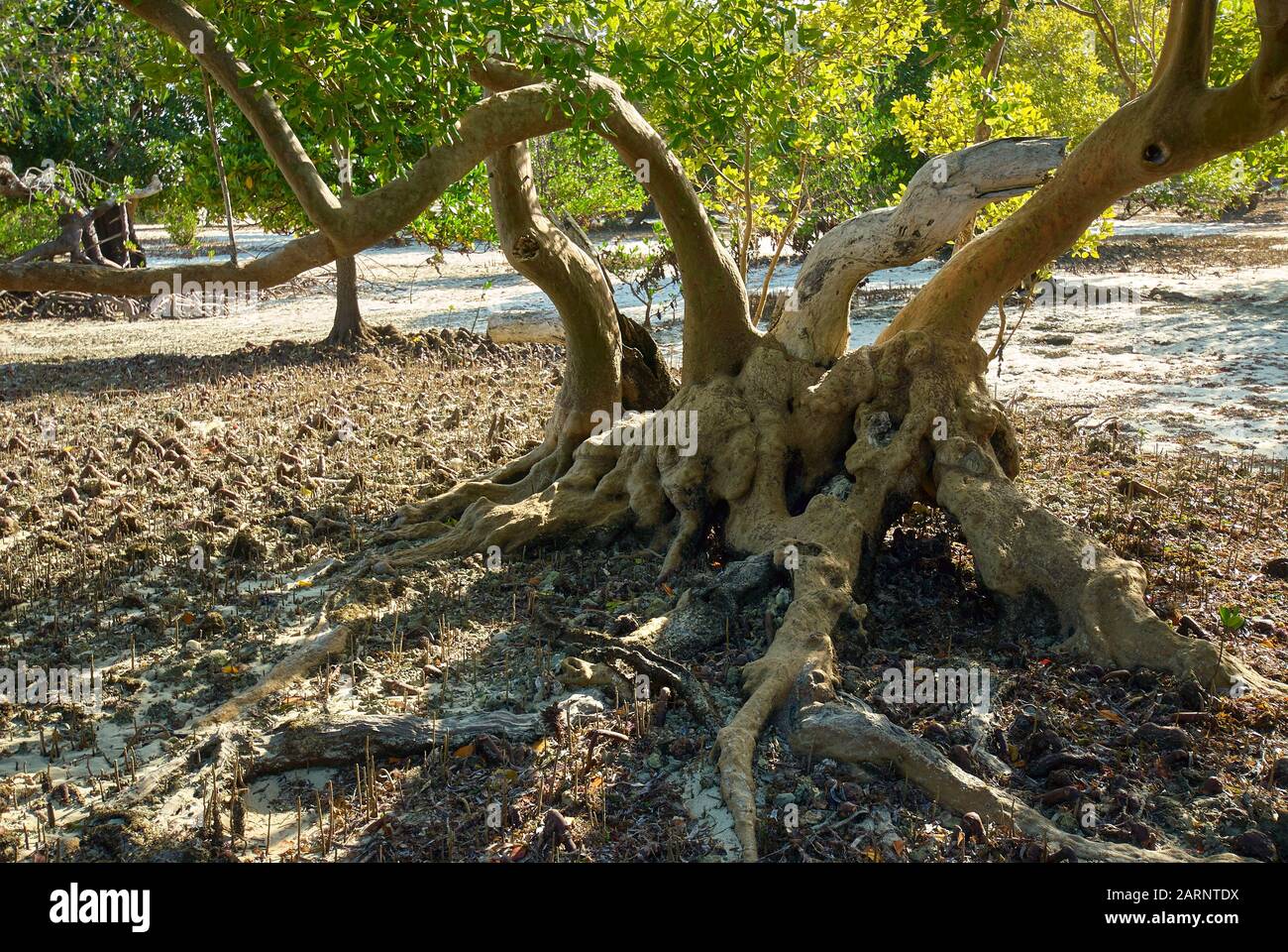 Los manglares son una vegetación vital en la costa de Tanzania (Océano Índico) Foto de stock