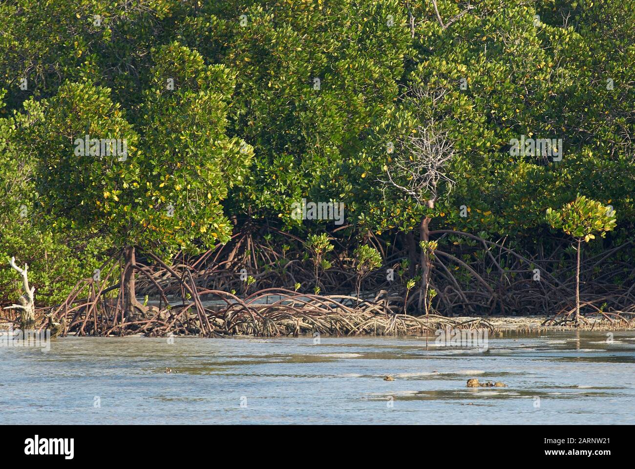 Los manglares son una vegetación vital en la costa de Tanzania (Océano Índico) Foto de stock