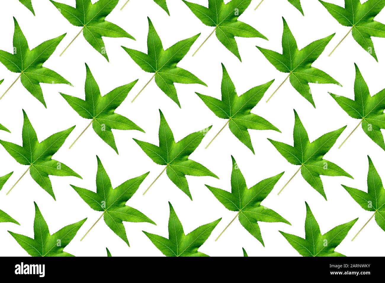 Naturaleza background.Pattern de hojas de arce verde sobre fondo blanco. Concepto de primavera Foto de stock