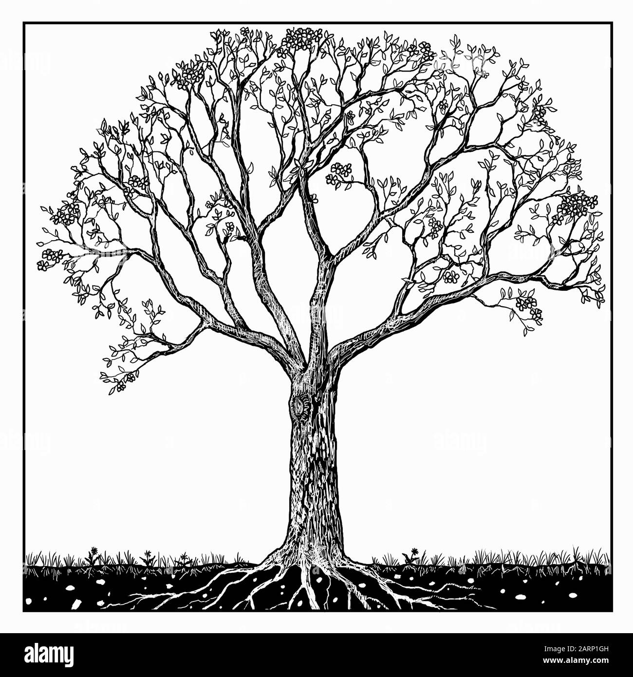 Dibujo en blanco y negro del árbol en primavera Fotografía de stock - Alamy Dibujo en blanco y negro del árbol en primavera Fotografía de stock - Alamy