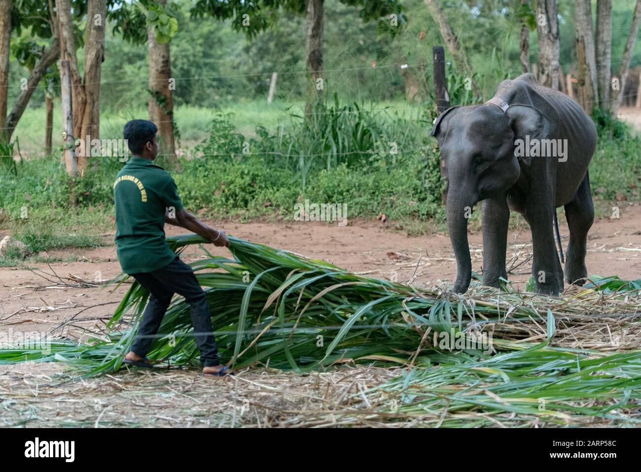 Udawalawe, SRI LANKA : 21 NOV 2019 : campo de refugiados de elefantes de Sri Lanka. La Casa de tránsito 'Udawalawe' es un refugio para los elefantes infantiles, la mayoría de los cuales van Foto de stock