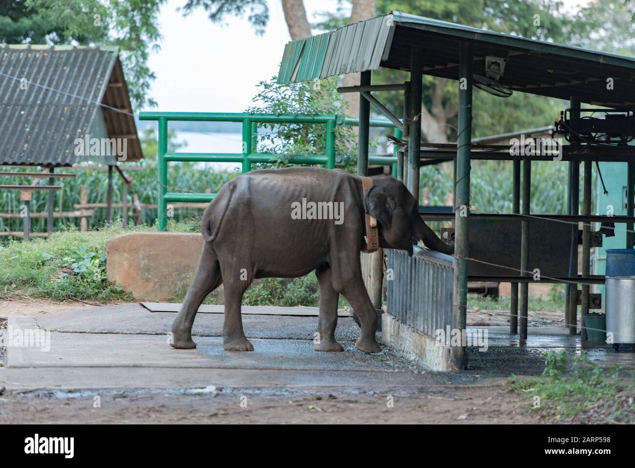 Campamento de refugiados de elefantes de Sri Lanka. La Casa de tránsito 'Udawalawe' es un refugio para los elefantes infantiles, la mayoría de los cuales se han visto afectados por las trágicas inciden Foto de stock