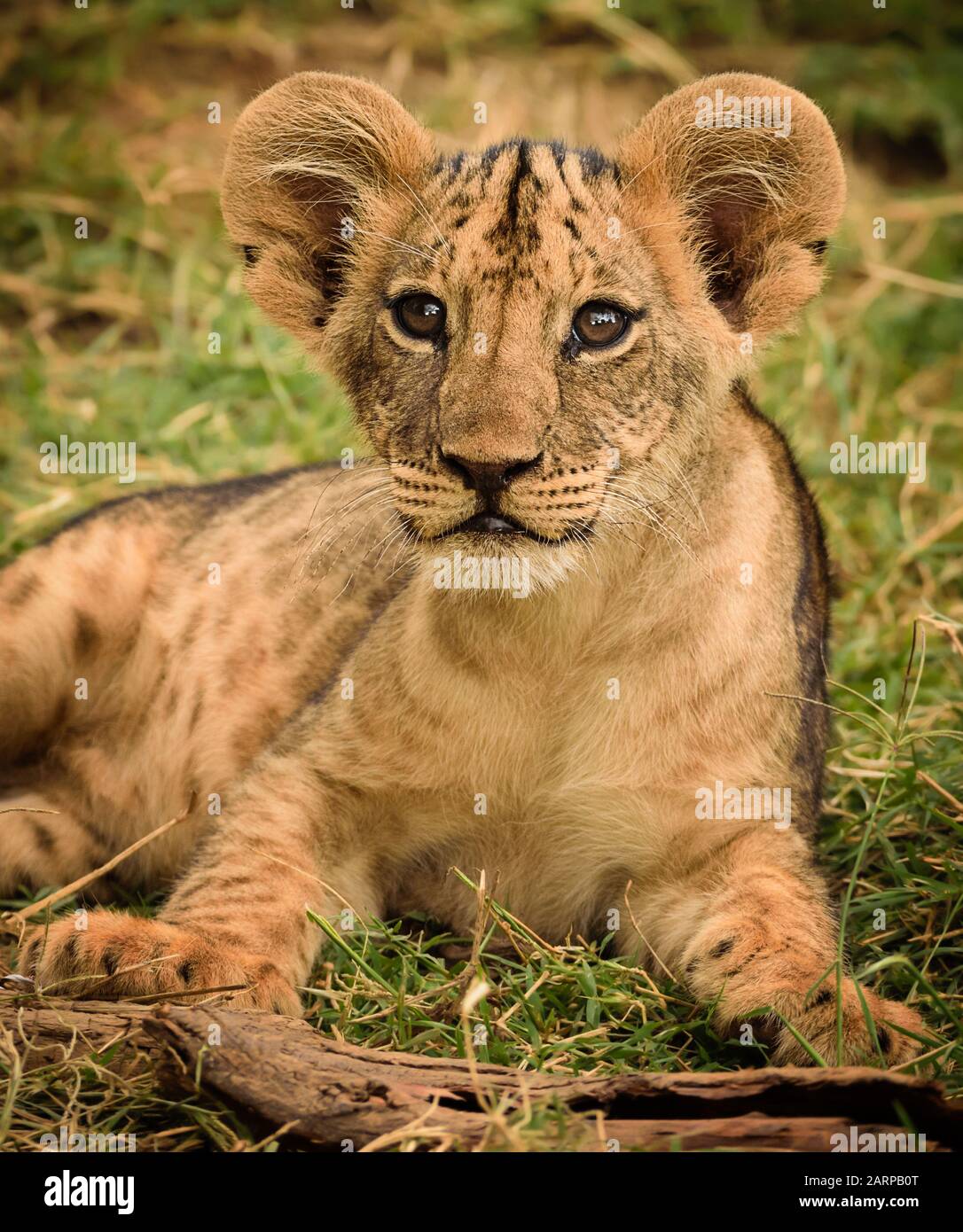 Cachorro de león lindo en la Reserva Nacional Samburu, Kenia Foto de stock