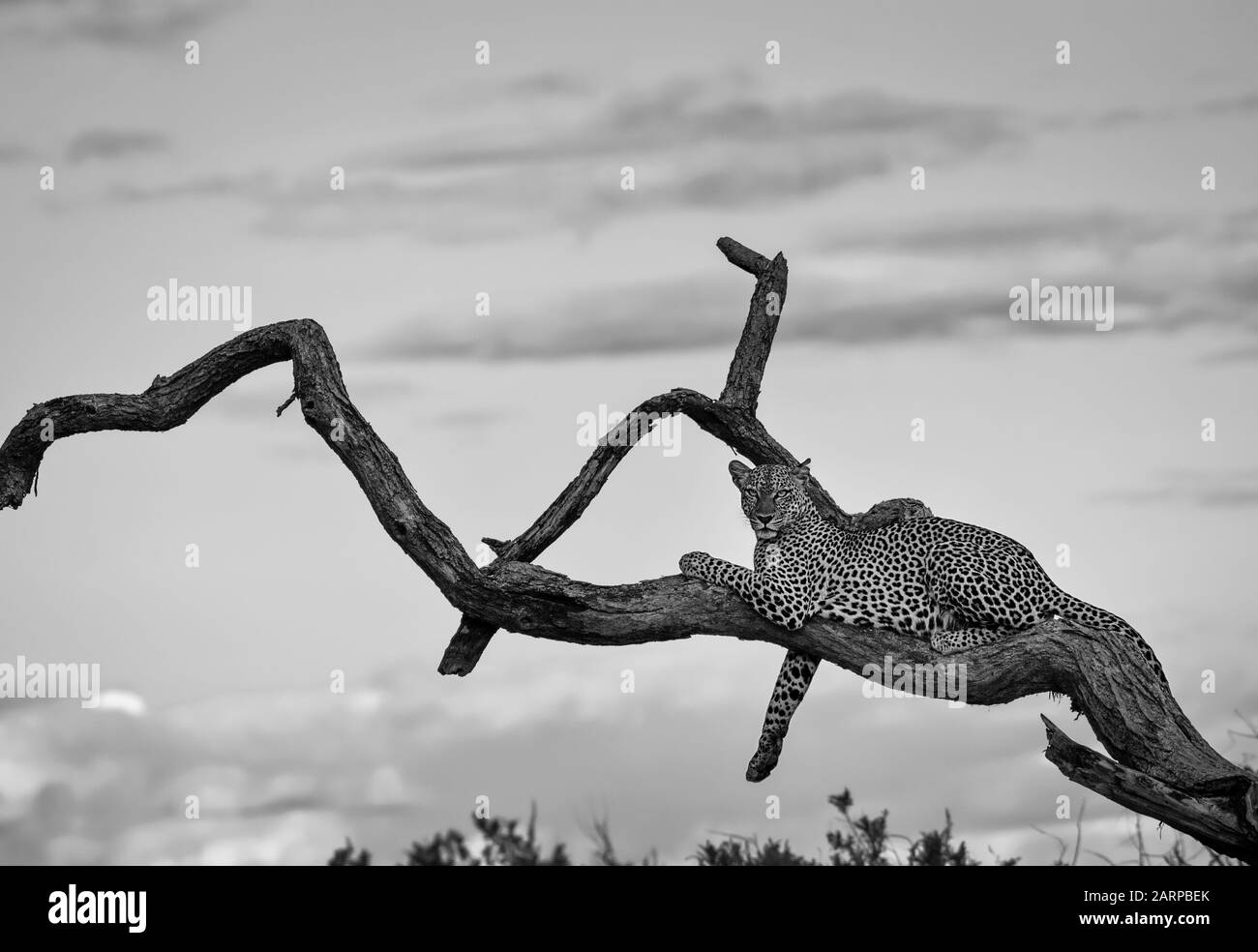 Imagen en blanco y negro del leopardo en árbol, Reserva Nacional Samburu, Kenya Foto de stock