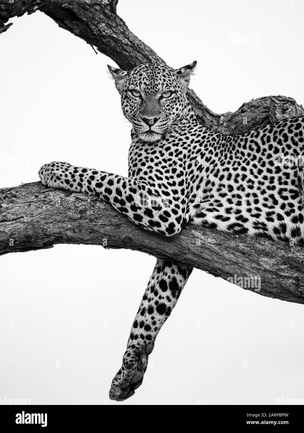 Imagen en blanco y negro del leopardo en árbol, Reserva Nacional Samburu, Kenya Foto de stock