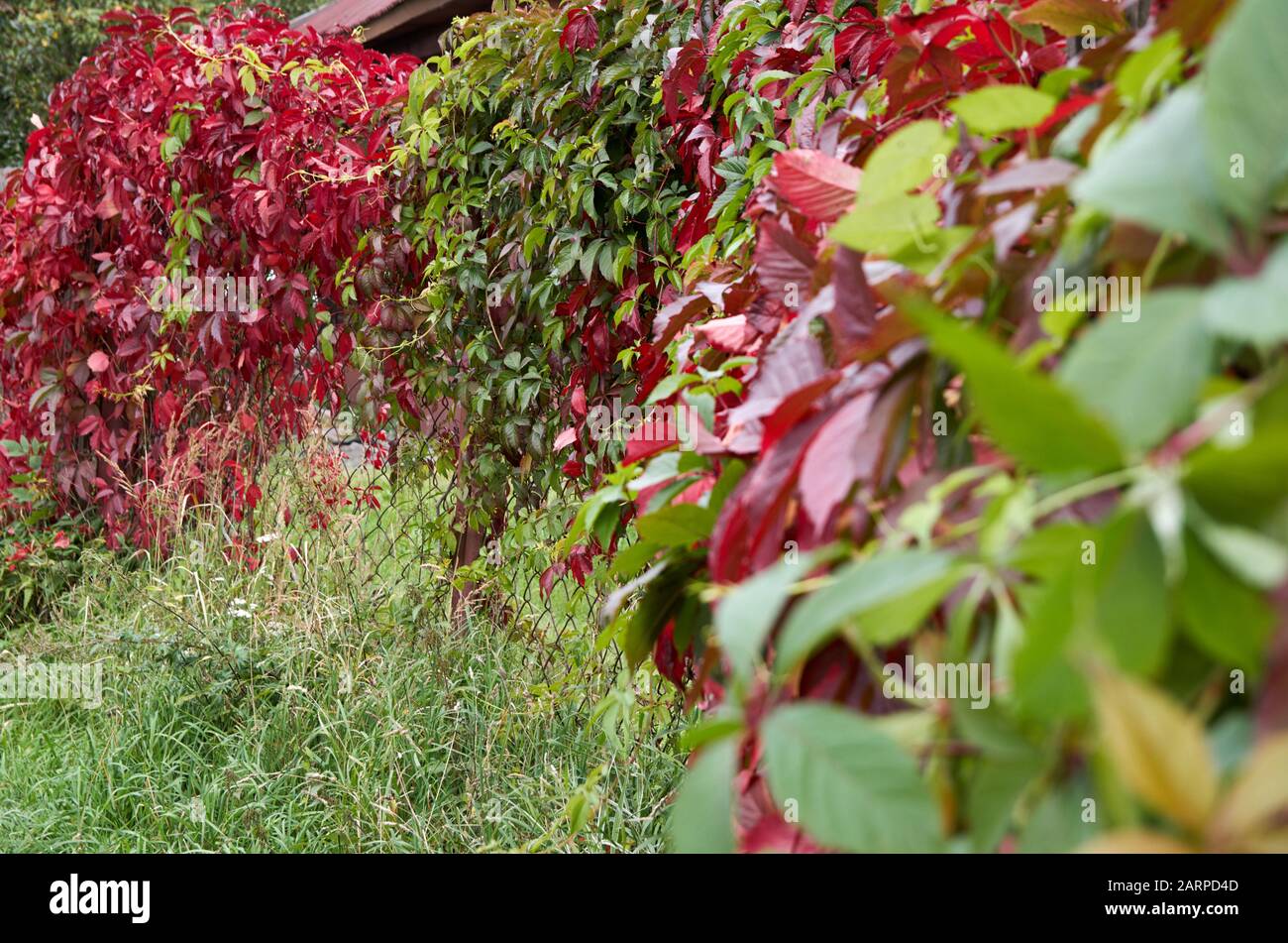 Hojas rojas y verdes de una planta de escalada en una valla de malla  metálica Fotografía de stock - Alamy