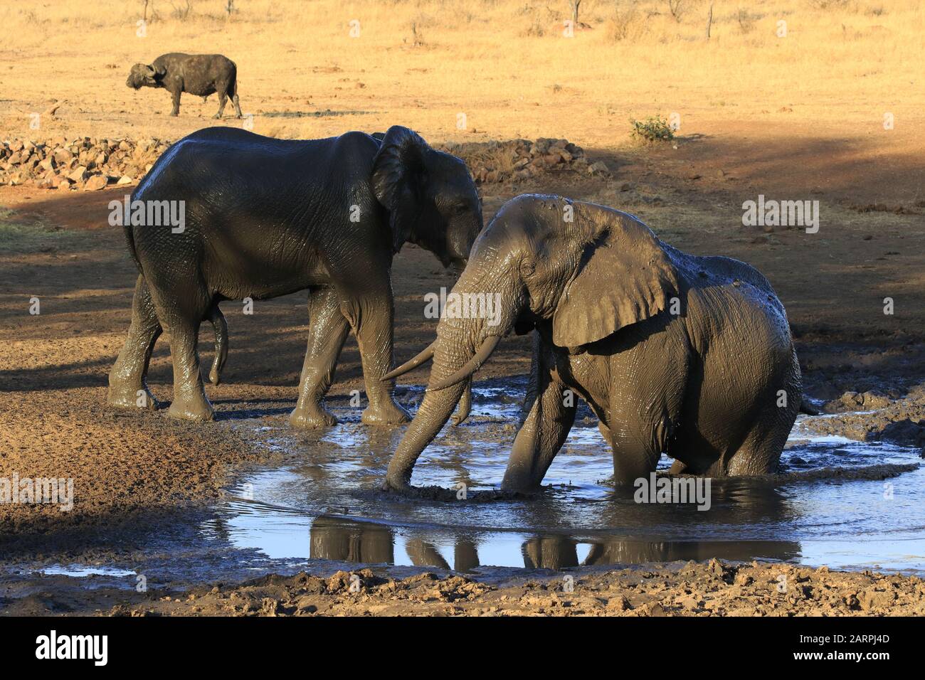 Baño de barro de elefante en el parque nacional Kruger Foto de stock