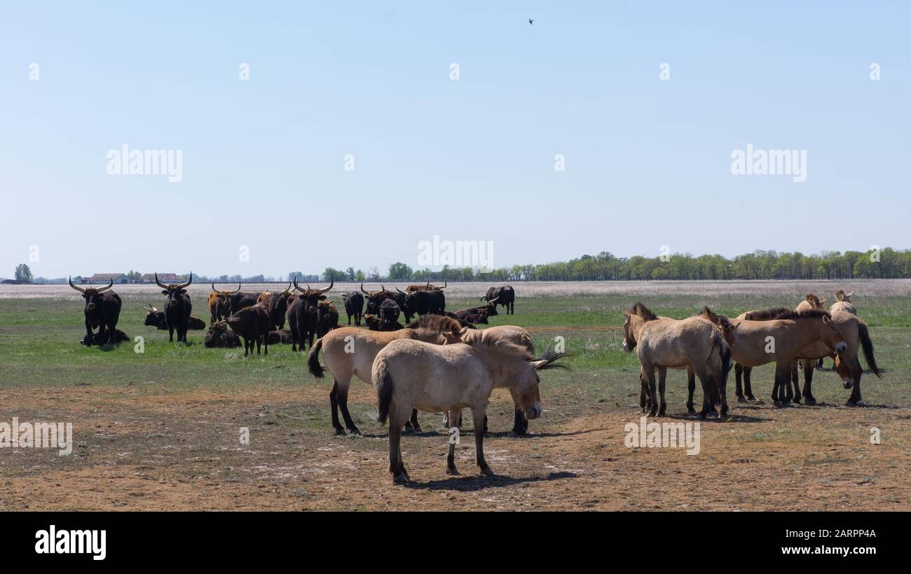 En el campo se encuentran los aurucos y caballos salvajes en el Parque Nacional de Hortobagy, en Hungría Foto de stock