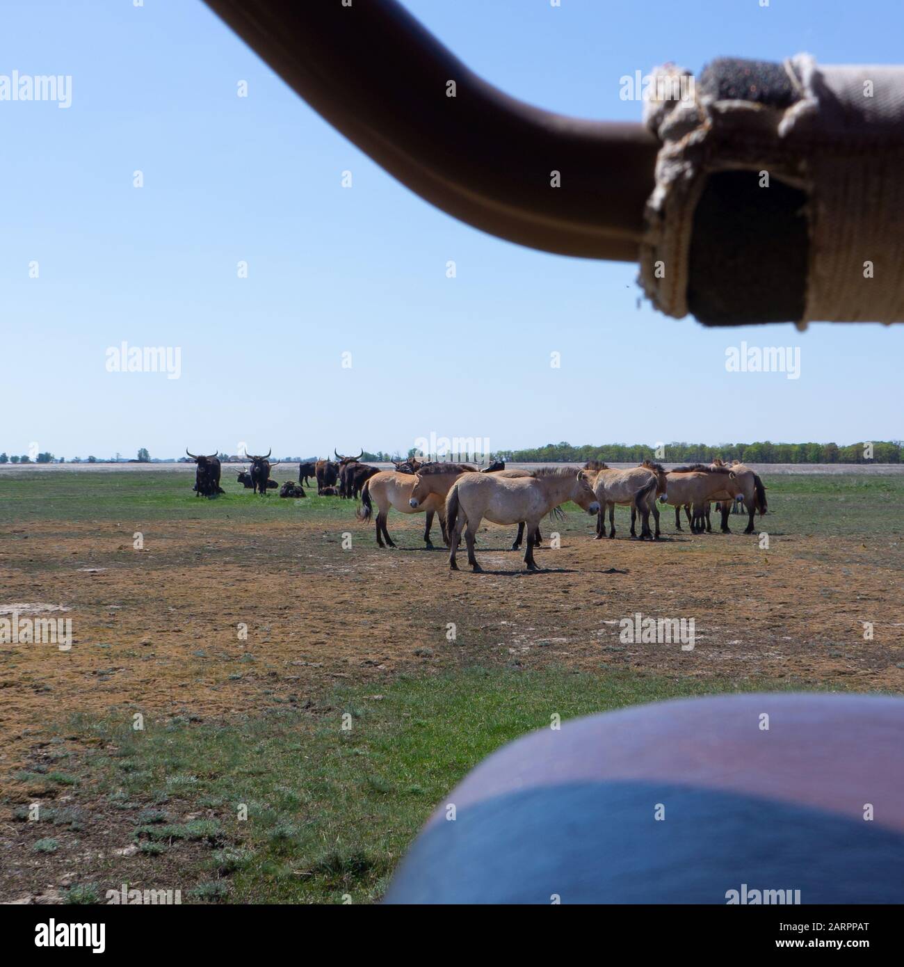 En el campo del Parque Nacional Hortobagy de Hungría, los caballos salvajes y los australes buscan en un coche Foto de stock