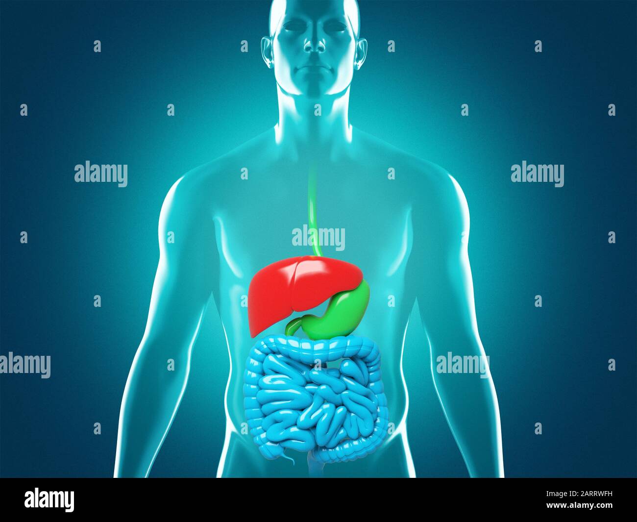 Anatomía del sistema digestivo humano, ilustración de representación 3D Foto de stock