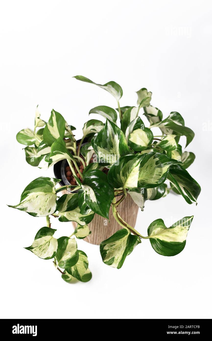 Tropical 'Manjula' Pothos, planta de la casa, también llamado 'Happy  Leaves', en maceta de flores naturales sobre fondo blanco Fotografía de  stock - Alamy