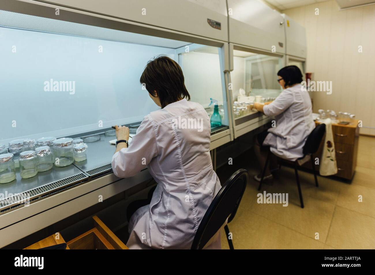 Los científicos trabajan en una caja laminar. Preparación de microplantas para la clonación in vitro. Foto de stock