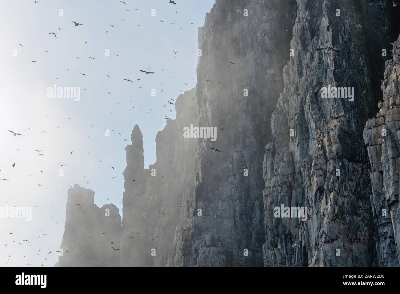 Murres de pico grueso (Uria lomvia), colonia, acantilado de aves Alkefjellet, Estrecho de Hinlopen, Spitsbergen, Svalbard, Noruega Foto de stock