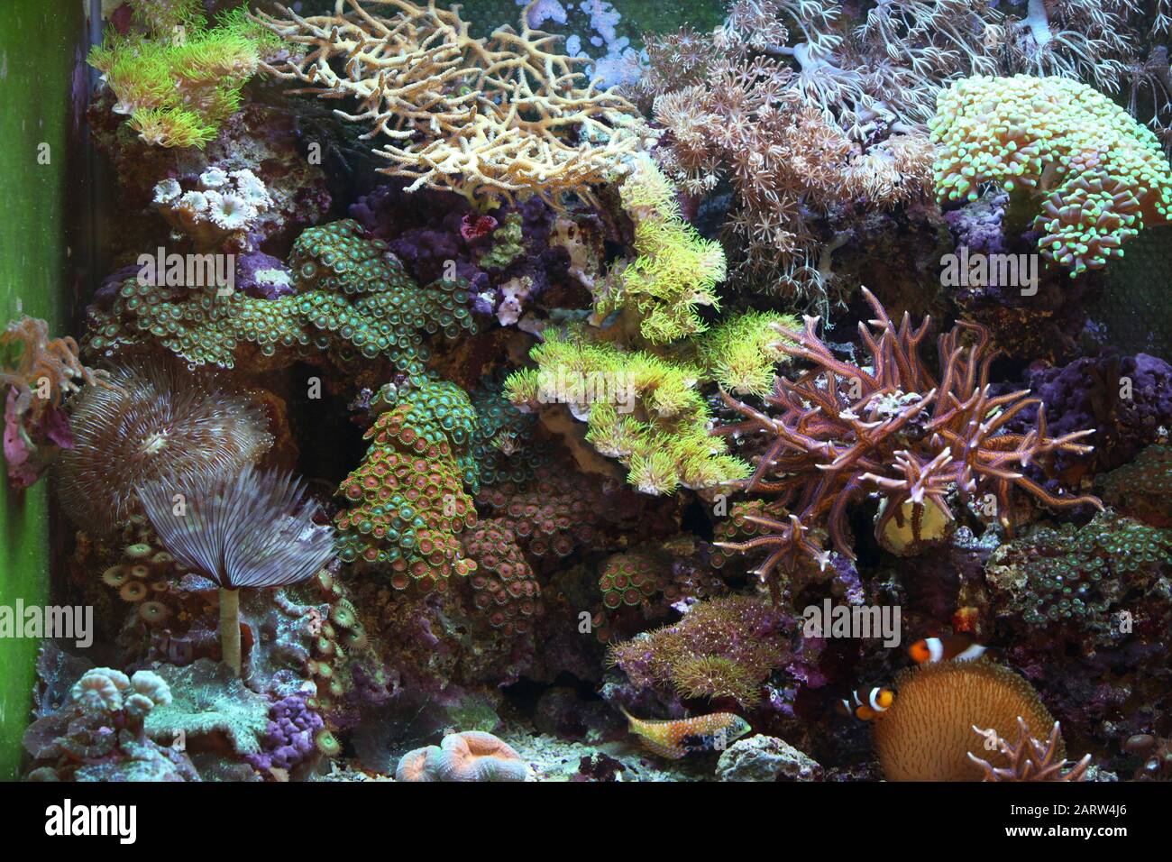 Acuario de arrecife tropical con varios peces y múltiples corales Foto de stock