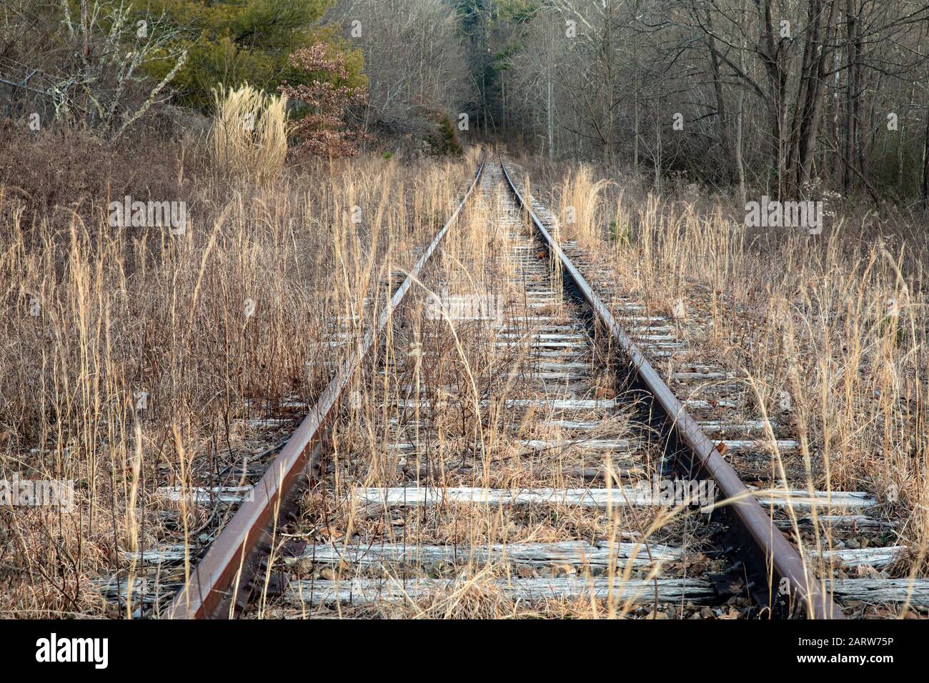 Vías de ferrocarril abandonadas que conducen al bosque. Penrose (cerca de Brevard), Carolina del Norte, Estados Unidos Foto de stock