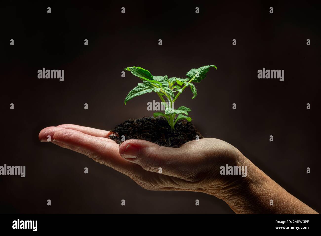 Planta De Tomate Bebe Fotos E Imagenes De Stock Alamy