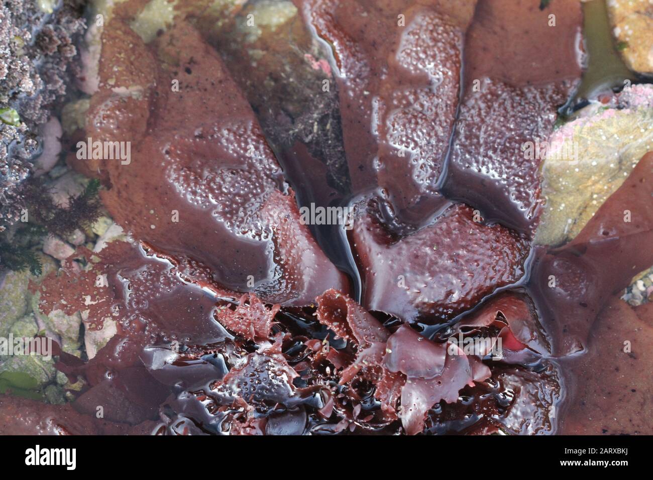 Algas neozelandesas Foto de stock