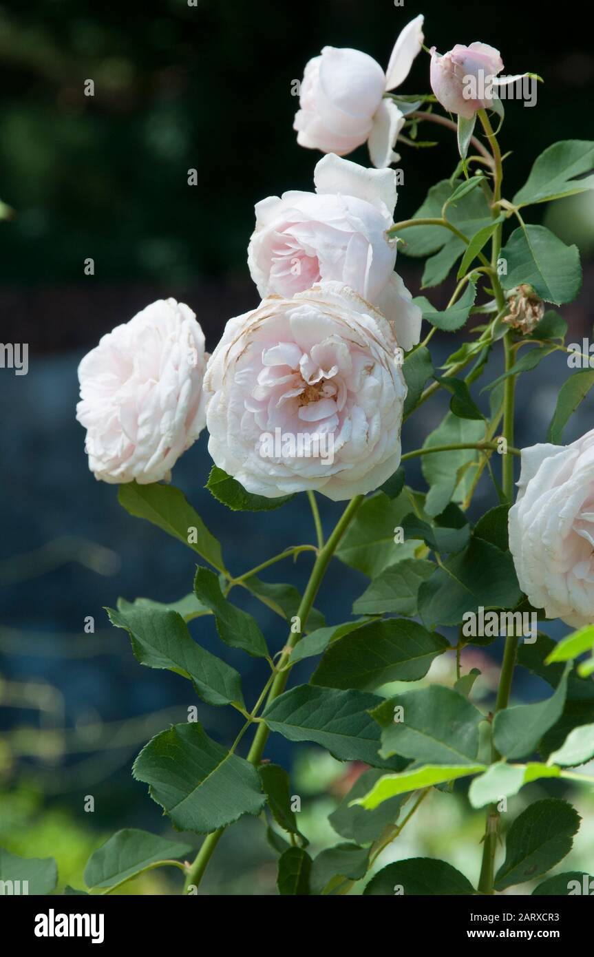 Roses blanches fotografías e imágenes de alta resolución - Alamy