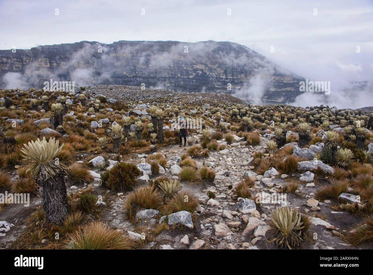 Trekking entre frailejones en el páramo de alta altitud, Parque Nacional el Cocuy, Boyacá, Colombia Foto de stock