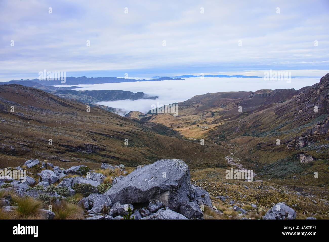Mar de nubes sobre las plantas de páramo y frailejones, Parque Nacional el Cocuy, Boyacá, Colombia Foto de stock