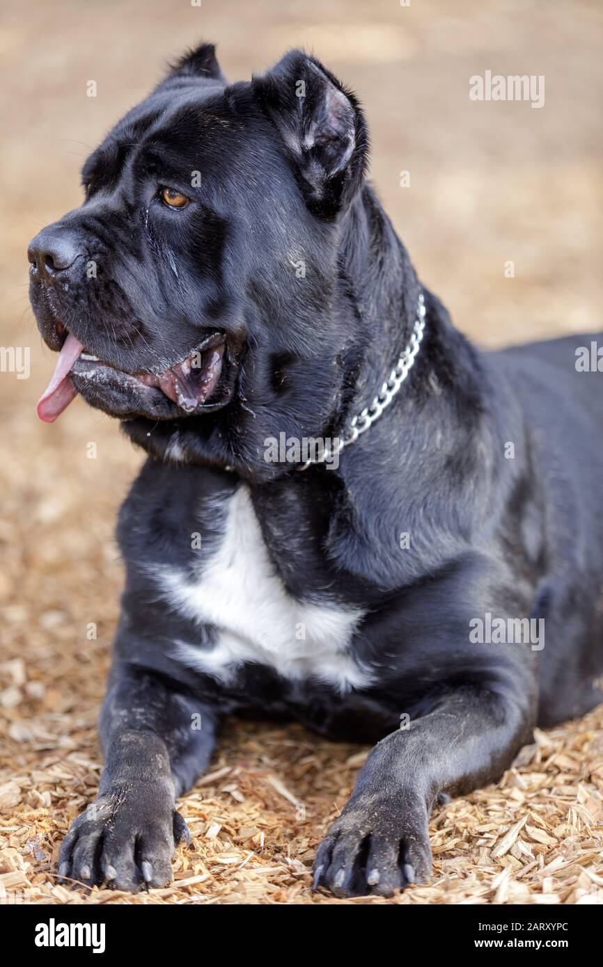 Negro Brindle Cane Corso italiano Mastiff hembra cachorro de descanso Foto de stock
