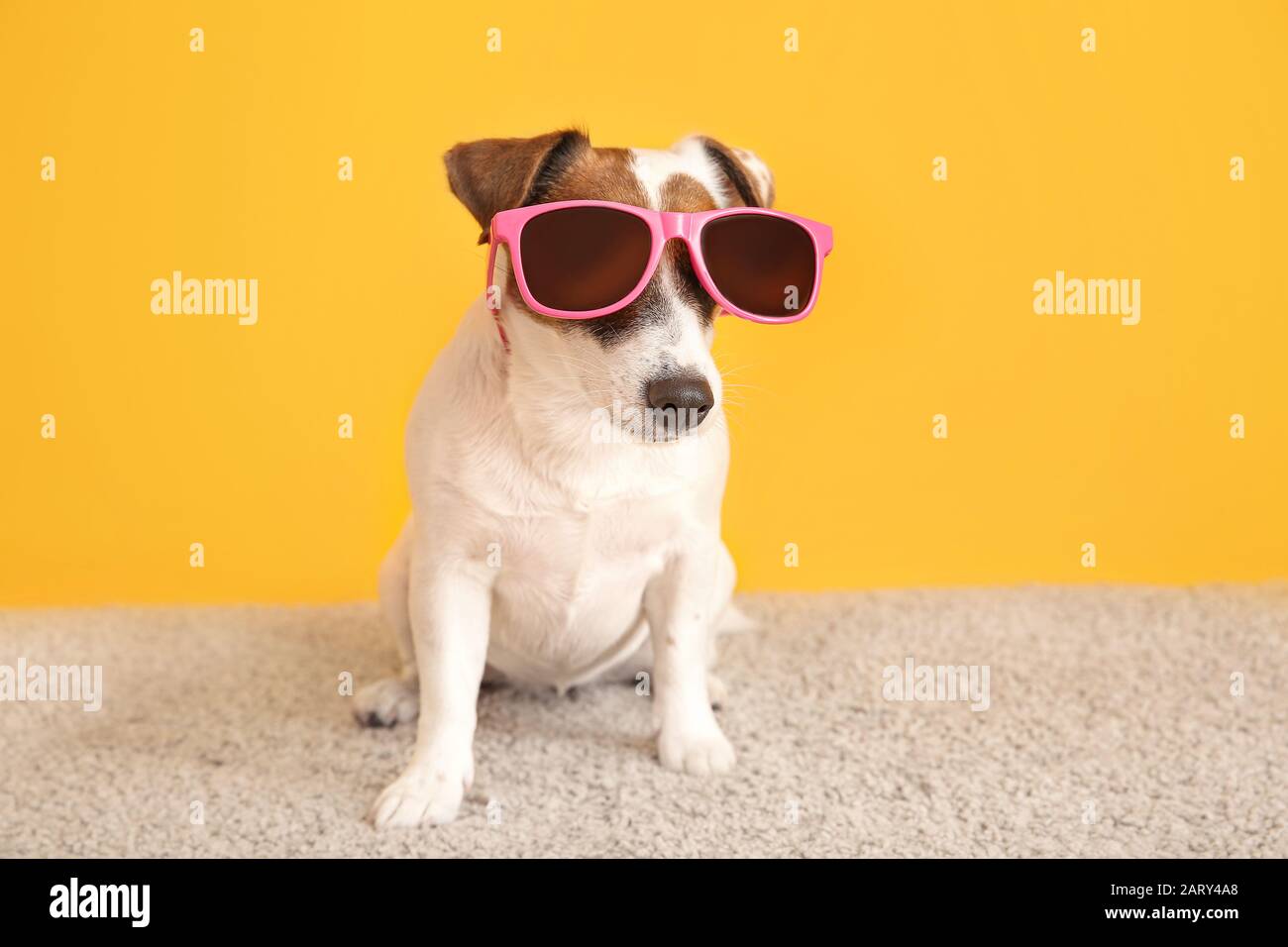 jack russell sunglasses