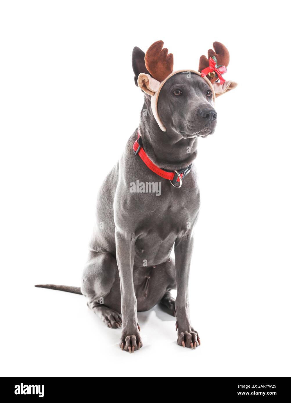 Exención motor Agradecido Lindo perro con cuernos de ciervo de Navidad sobre fondo blanco Fotografía  de stock - Alamy