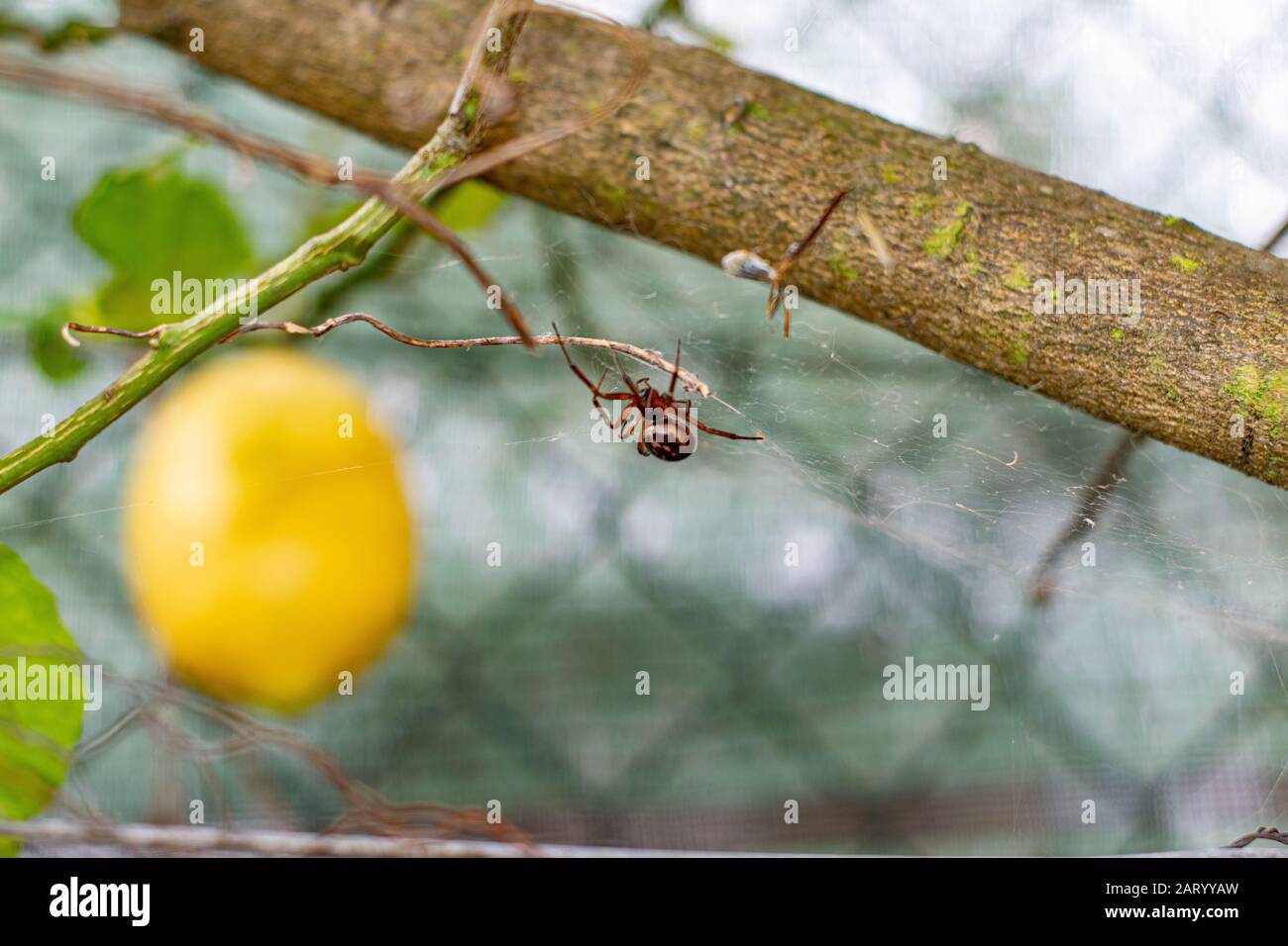 Noble y falsa araña viuda en Portugal Steatoda nobilis Foto de stock