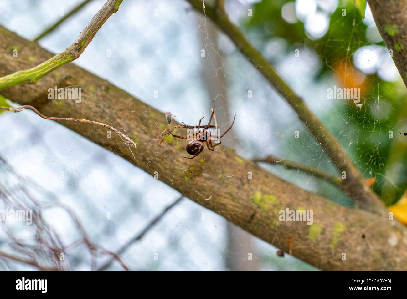 Noble y falsa araña viuda en Portugal Steatoda nobilis Foto de stock