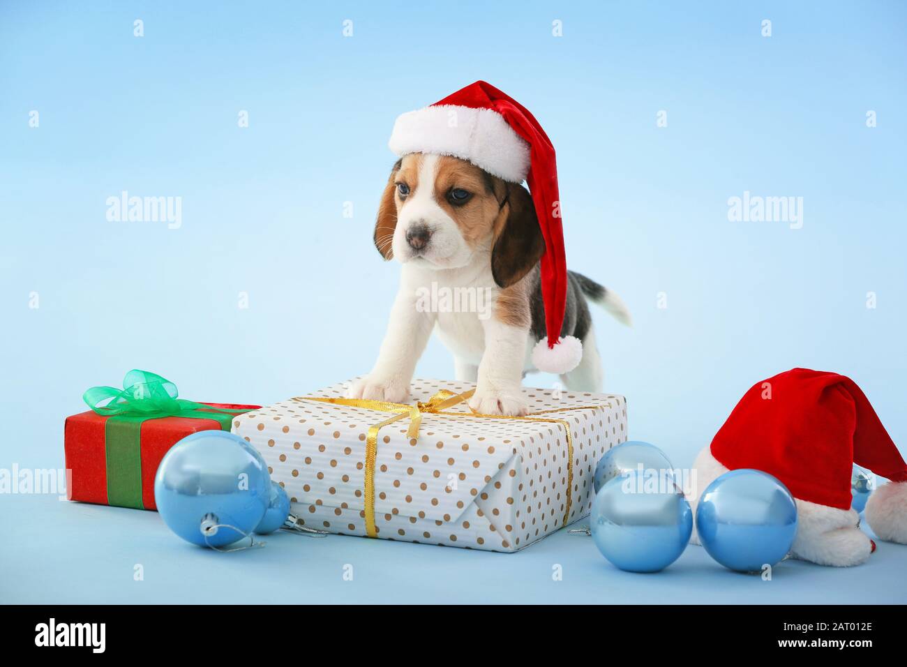 Arqueológico colorante Galleta Lindo cachorro beagle con regalo y decoración navideña en color de fondo  Fotografía de stock - Alamy