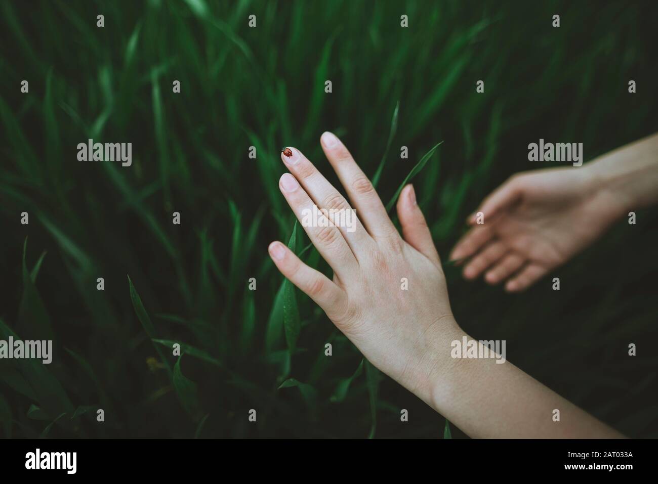 Las manos de la mujer tocan hierba Foto de stock
