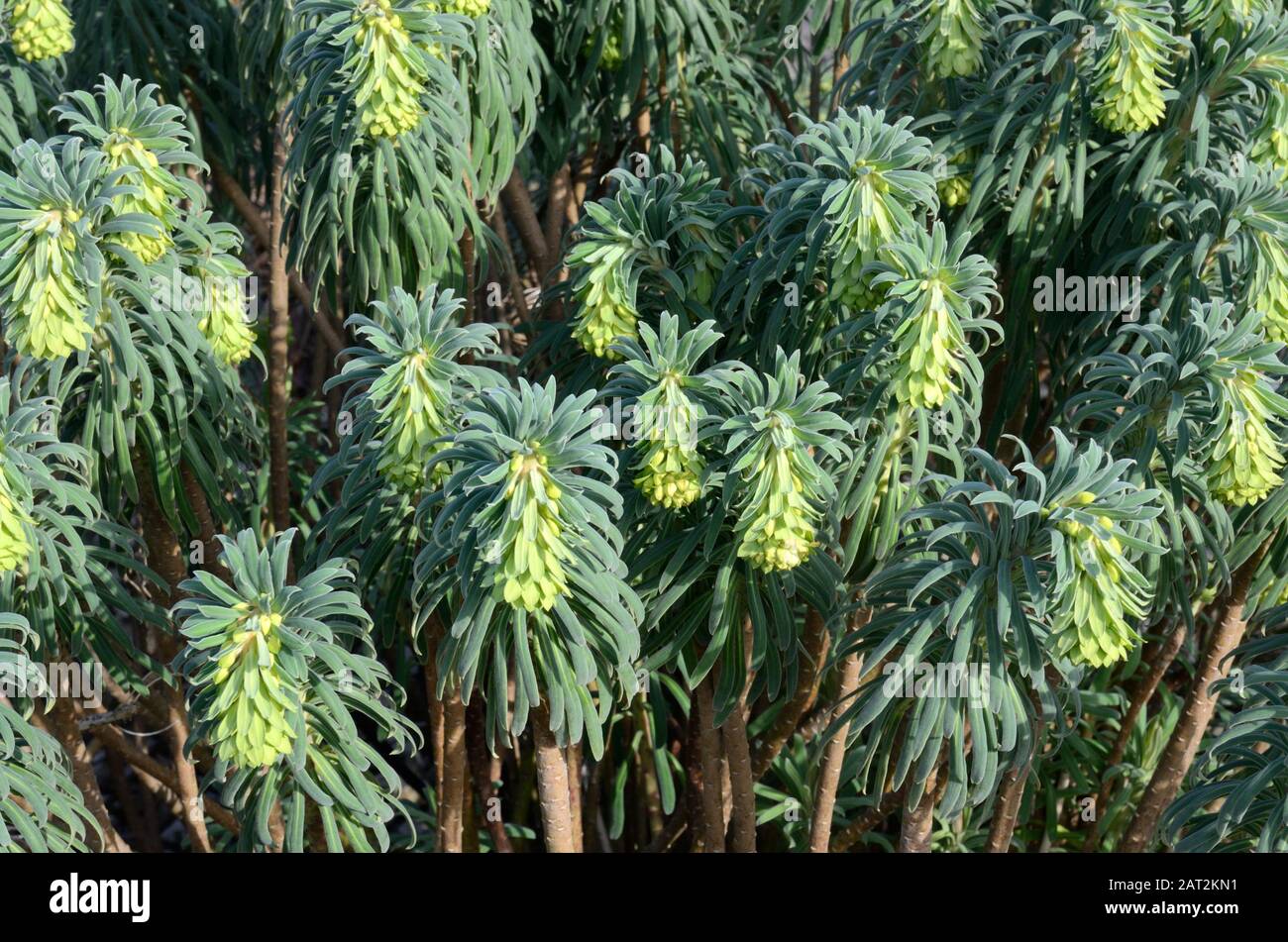 Euphorbia caracteres forestcate spurge perenne planta perenne plata gris hojas espigas de flores amarillas Foto de stock