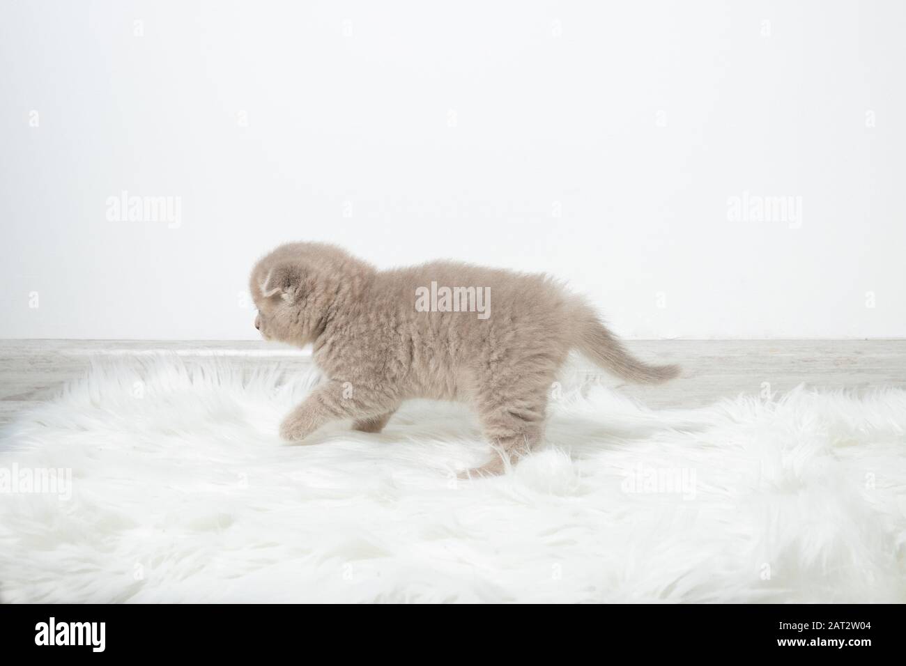 Un pequeño gatito rojo camina por la habitación. Gatito en movimiento. Hermoso gato esponjoso. Gatito en una habitación luminosa y cómoda Foto de stock