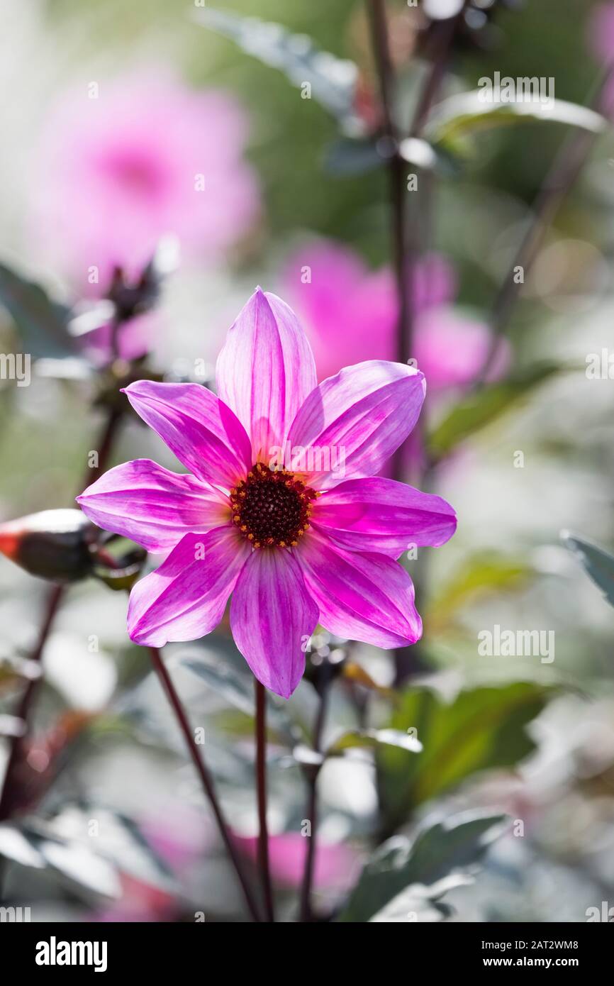 Primer plano de una sola flor de Dahlia Magenta Star Foto de stock