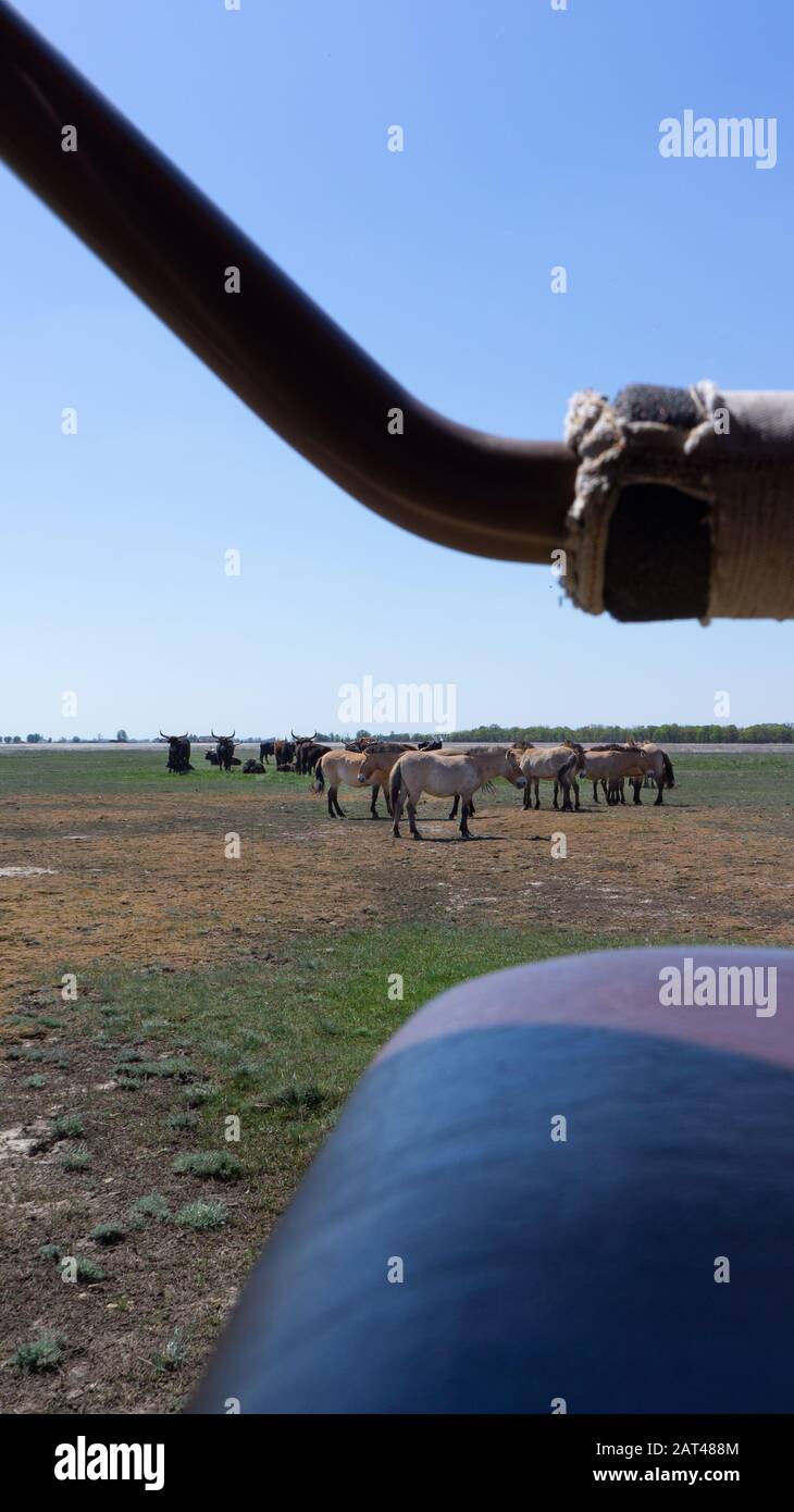 En el campo del Parque Nacional Hortobagy de Hungría, los caballos salvajes y los australes buscan en un coche Foto de stock