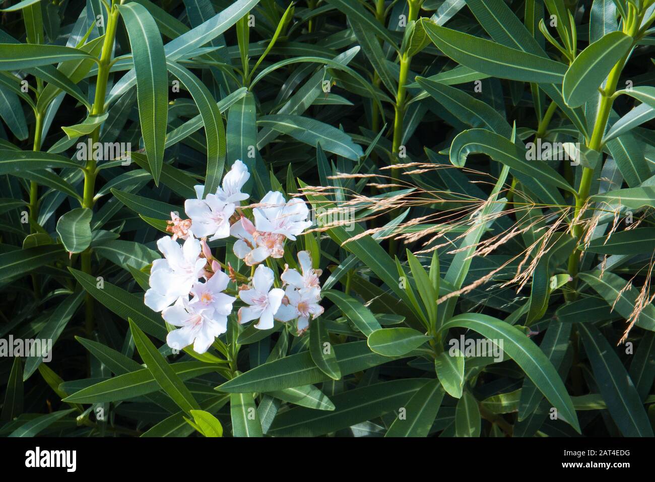 Florecimiento mediterráneo de los oleander Foto de stock