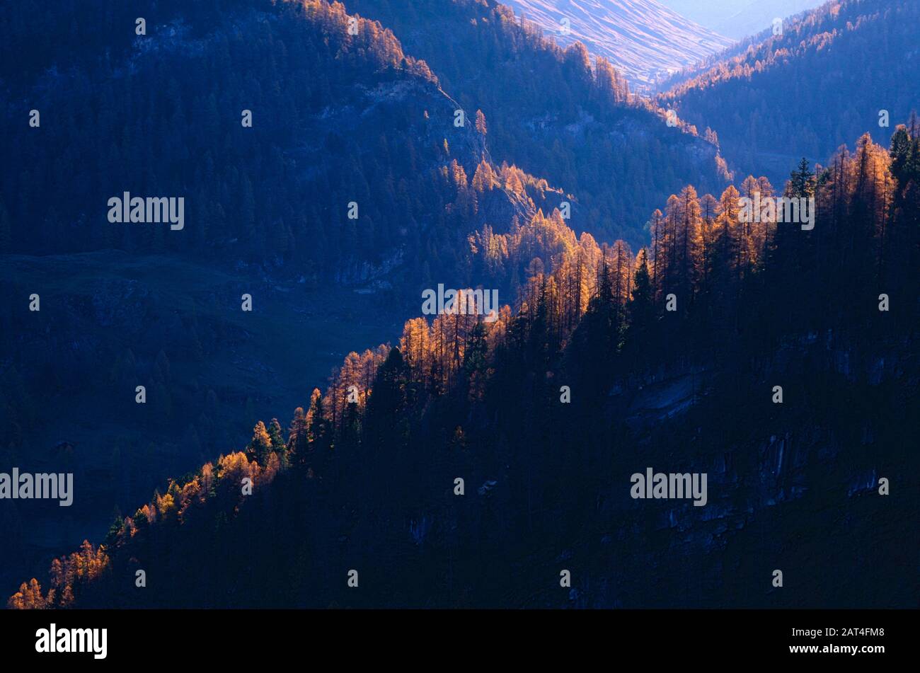 Valle de montaña, cordilleras, Larches, colores otoñales, otoño, cerca de Avers-Campsut, Avers, Cantón de Graubünden, Suiza Foto de stock