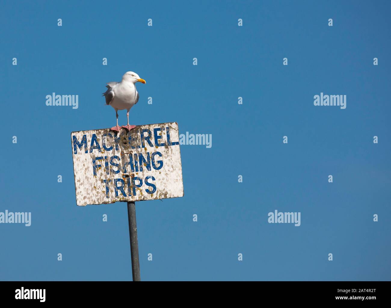 Una gaviota argéntea se sitúa en la cima de una señal de publicidad viajes de pesca. Foto de stock