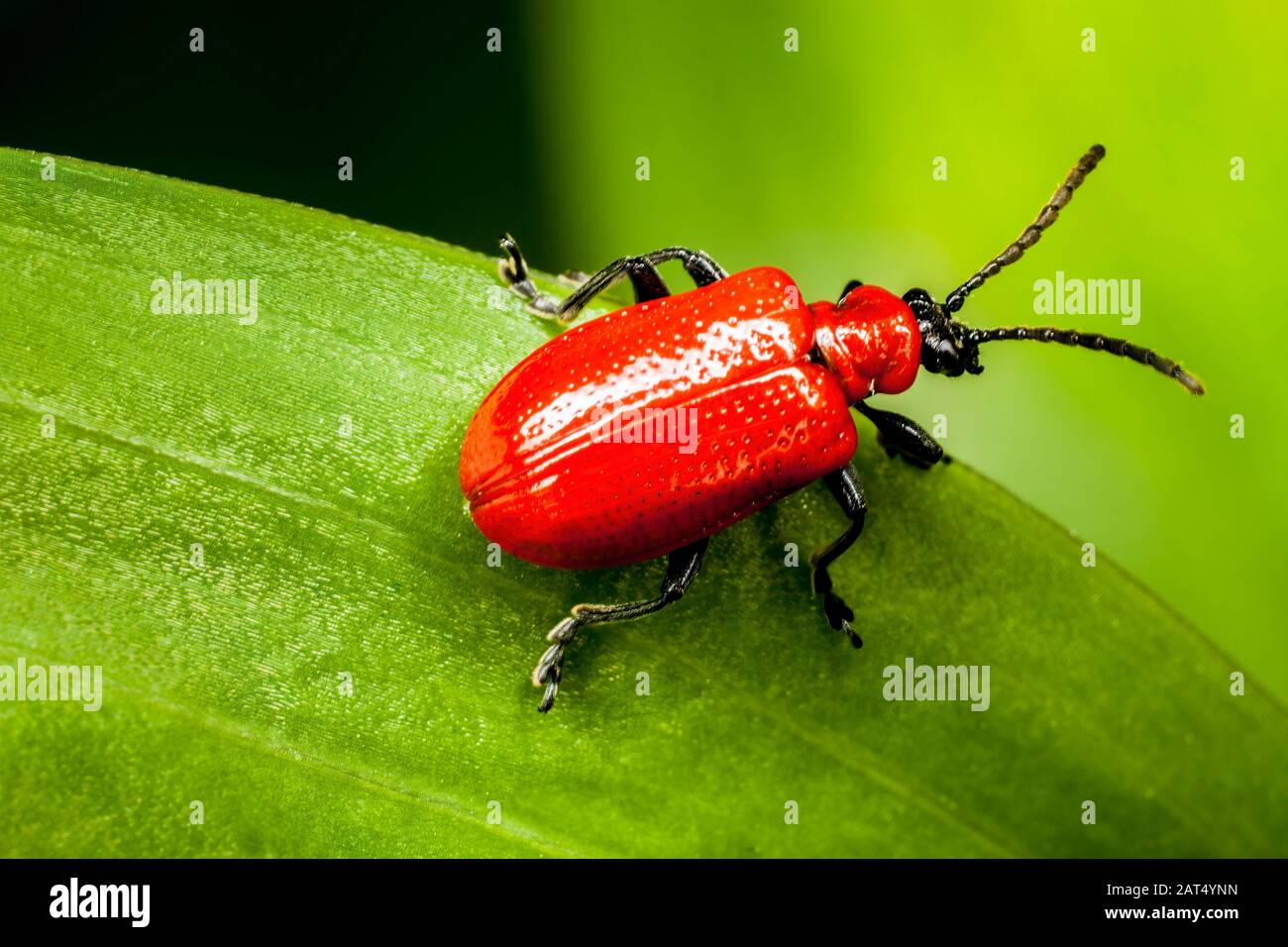 Escarabajos lirios escarlata vistos en hojas lirios. Son una plaga que afecta lirios y fritillarías y causan agujeros en las hojas que conducen a la defoliación. Foto de stock
