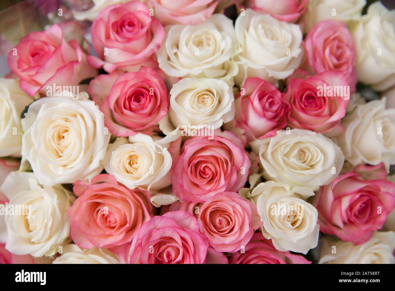 Rosas blancas y rosadas, primeros planos. Ramo grande de rosas. Fondo de rosas. Foto de stock