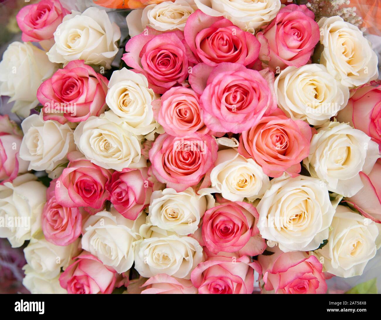 Rosas blancas y rosadas, primeros planos. Ramo grande de rosas. Fondo de rosas. Foto de stock