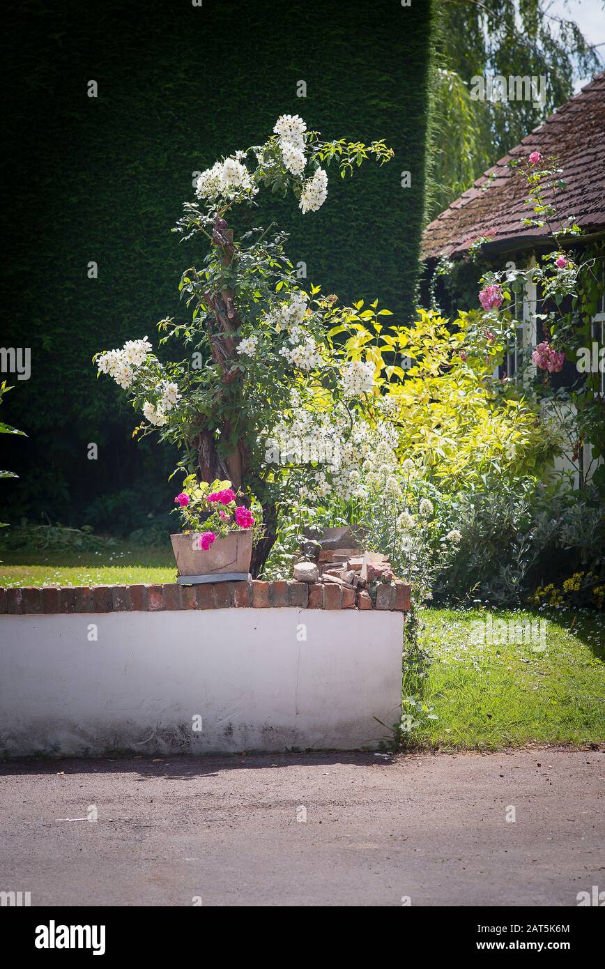 Un rambler rampante muy podado Rosa Wedding Day ahora creciendo como un pilar se levantó en un jardín inglés Foto de stock