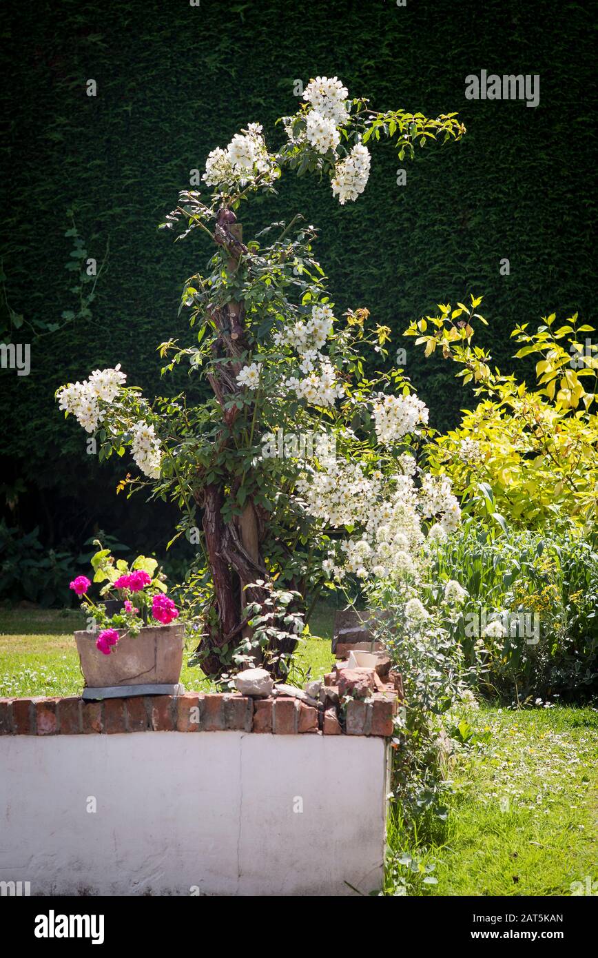 Un día de Boda Rosa de la ramera pesadamente podado ahora creciendo como Un pilar se levantó en un jardín inglés Foto de stock